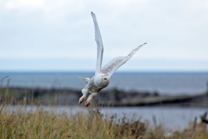 Snowy Owl
